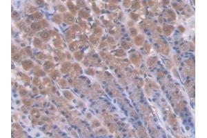 Detection of CD7 in Rat Stomach Tissue using Polyclonal Antibody to Cluster Of Differentiation 7 (CD7) (CD7 anticorps  (AA 23-128))