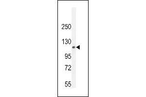 PHF12 Antibody (C-term) (ABIN655082 and ABIN2844716) western blot analysis in mouse lung tissue lysates (35 μg/lane). (PHF12 anticorps  (C-Term))