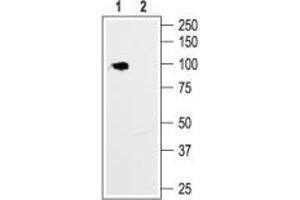 Western blot analysis of rat brain membrane: - 1.