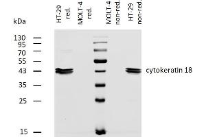 Western blotting analysis of human cytokeratin 18 using mouse monoclonal antibody DC-10 on lysates of HT-29 cell line and MOLT-4 cell line (cytokeratin non-expressing cell line, negative control) under non-reducing and reducing conditions. (Cytokeratin 18 anticorps  (Biotin))