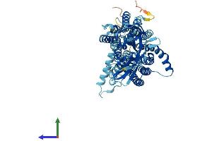 AlphaFold protein structure predicition of Mouse Recombinant Slc15a1 Protein, UniprotID Q9JIP7