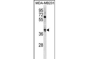 ATOH1 Antibody (C-term) (ABIN1881085 and ABIN2839053) western blot analysis in MDA-M cell line lysates (35 μg/lane). (ATOH1 anticorps  (C-Term))