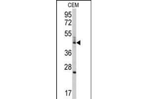 Western blot analysis of anti-BCL2L13 Antibody (Center) (ABIN392361 and ABIN2841998) in CEM cell line lysates (35 μg/lane). (BCL2L13 anticorps  (AA 197-225))