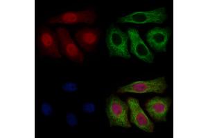 ABIN7094791 and ABIN7098842 staining Hela cells by IF/ICC.