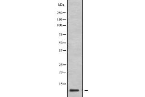 Western blot analysis of GNG11 expression in 293T lysate,The lane on the left is treated with the antigen-specific peptide. (GNG11 anticorps  (N-Term))