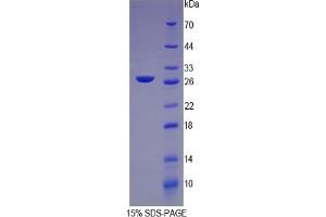 SDS-PAGE of Protein Standard from the Kit (Highly purified E.