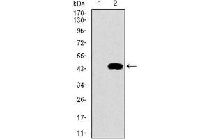 Western Blotting (WB) image for anti-Mitochondrial Ribosomal Protein L42 (MRPL42) (AA 142-203) antibody (ABIN1844266)