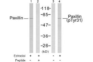 Image no. 1 for anti-Paxillin (PXN) (Tyr31) antibody (ABIN197425) (Paxillin anticorps  (Tyr31))