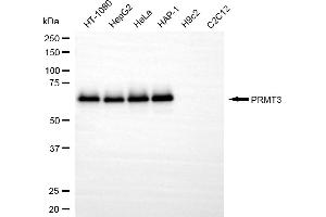 Western blotting analysis using PRMT3 antibody (ABIN7799970). (Recombinant PRMT3 anticorps)