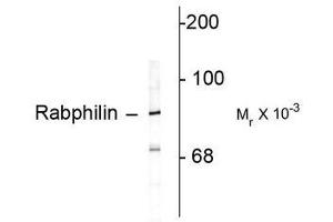 Image no. 1 for anti-Rabphilin 3A (RPH3A) (C-Term) antibody (ABIN372709) (RPH3A anticorps  (C-Term))