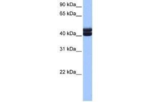 WB Suggested Anti-GSG1 Antibody Titration: 0. (GSG1 anticorps  (C-Term))