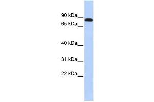 Western Blotting (WB) image for anti-Desmocollin 3 (DSC3) antibody (ABIN2458921)