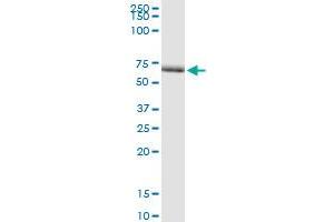 Immunoprecipitation of BRUNOL4 transfected lysate using anti-BRUNOL4 MaxPab rabbit polyclonal antibody and Protein A Magnetic Bead , and immunoblotted with BRUNOL4 purified MaxPab mouse polyclonal antibody (B01P) .