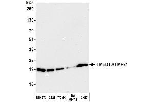 Western Blotting (WB) image for anti-Transmembrane Emp24-Like Trafficking Protein 10 (TMED10) (AA 25-75) antibody (ABIN7453220)