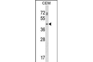 PRKAR1B Antibody (N-term) (ABIN1539464 and ABIN2848837) western blot analysis in CEM cell line lysates (35 μg/lane). (PRKAR1B anticorps  (N-Term))