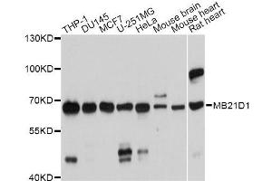 Western blot analysis of extracts of various cell lines, using MB21D1 antibody. (C6orf150 anticorps  (AA 350-522))