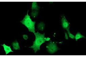 Anti-TMOD1 mouse monoclonal antibody (ABIN2454778) immunofluorescent staining of COS7 cells transiently transfected by pCMV6-ENTRY TMOD1 (RC201134). (Tropomodulin 1 anticorps)