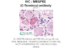 Image no. 1 for anti-MAS-Related GPR, Member E (MRGPRE) (C-Term) antibody (ABIN1737067) (MRGPRE anticorps  (C-Term))