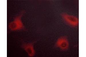 ABIN6267279 staining NIH/3T3 cells by ICC/IF. (RAF1 anticorps  (pSer621))