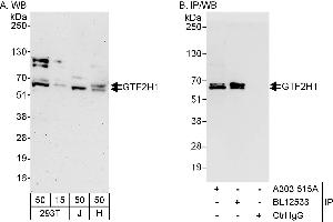 Immunoprecipitation (IP) image for anti-General Transcription Factor IIH, Polypeptide 1, 62kDa (GTF2H1) (AA 250-300) antibody (ABIN7454921)