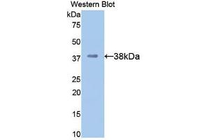 Western blot analysis of recombinant Mouse APOH. (APOH anticorps  (AA 21-345))