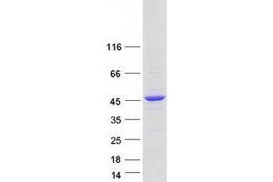 Validation with Western Blot