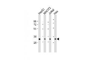 All lanes : Anti-RPS2 Antibody (N-Term) at 1:2000 dilution Lane 1: HepG2 whole cell lysate Lane 2: NIH/3T3 whole cell lysate Lane 3: Jurkat whole cell lysate Lane 4: Hela whole cell lysate Lysates/proteins at 20 μg per lane. (RPS2 anticorps  (AA 45-79))