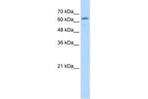 Western Blotting (WB) image for anti-Glucuronidase, beta (GUSB) antibody (ABIN2462794) (Glucuronidase beta anticorps)
