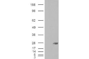 Western Blotting (WB) image for anti-SAR1 Homolog B (SAR1B) (Internal Region) antibody (ABIN2466238) (SAR1B anticorps  (Internal Region))