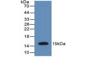 Detection of Recombinant AMH, Rat using Polyclonal Antibody to Anti-Mullerian Hormone (AMH) (AMH anticorps  (AA 447-553))