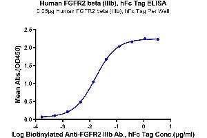 FGFR2 beta (AA 152-378) protein (Fc Tag)