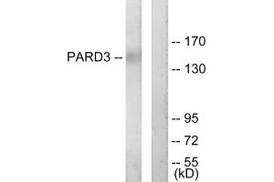 Western blot analysis of extracts from COLO205 cells, using PARD3 antibody. (PARD3 anticorps  (C-Term))