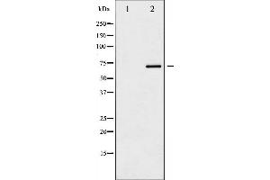Western blot analysis of SOX-9 phosphorylation expression in NIH-3T3 whole cell lysates,The lane on the left is treated with the antigen-specific peptide. (SOX9 anticorps  (pSer181))