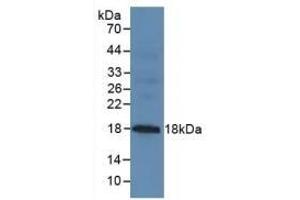 Detection of MUC1 in Mouse Pancreas Tissue using Polyclonal Antibody to Mucin 1 (MUC1) (MUC1 anticorps  (AA 1098-1255))