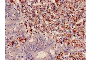 Immunohistochemistry of paraffin-embedded human adrenal gland tissue using ABIN7166476 at dilution of 1:100