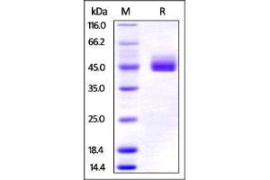 Human CD3 epsilon & CD3 gamma on SDS-PAGE under reducing (R) condition. (CD3E & CD3G (AA 23-126) (Active) protein (His tag,Fc Tag,DYKDDDDK Tag))