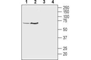 Solute Carrier Family 18 (Vesicular Monoamine Transporter), Member 1 (SLC18A1) peptide