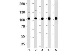 Western blot analysis of lysate from 1) MCF-7, 2) U251, 3) mouse NIH3T3, 4) rat C6 cell line and 5) mouse liver tissue using VCP antibody at 1:1000. (VCP anticorps)