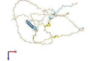 AlphaFold protein structure predicition of Mouse Recombinant Psrc1 Protein, UniprotID Q9D0P7