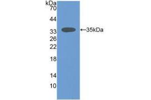 Western blot analysis of recombinant Mouse SIRT2. (SIRT2 anticorps  (AA 65-340))