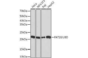 Western blot analysis of extracts of various cell lines, using F/UBD Rabbit mAb (ABIN7271134) at 1:1000 dilution. (UBD anticorps)