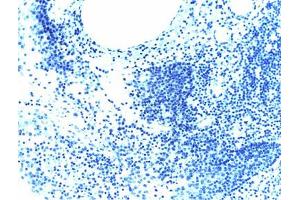Cells treated with a phosphatase to eliminate all phosphorylation