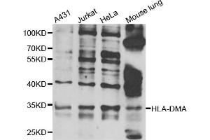 Western blot analysis of extracts of various cell lines, using HLA-DMA antibody (ABIN5975269) at 1/1000 dilution. (HLA-DMA anticorps)
