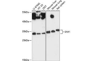 Western blot analysis of extracts of various cell lines, using I antibody (ABIN6133387, ABIN6142110, ABIN6142111 and ABIN6217805) at 1:3000 dilution. (IAH1 anticorps  (AA 1-248))