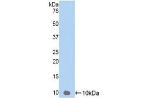Detection of Recombinant GROg, Human using Polyclonal Antibody to Chemokine (C-X-C Motif) Ligand 3 (CXCL3)