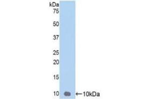 Detection of Recombinant GROg, Human using Polyclonal Antibody to Chemokine (C-X-C Motif) Ligand 3 (CXCL3) (CXCL3 anticorps  (AA 35-107))