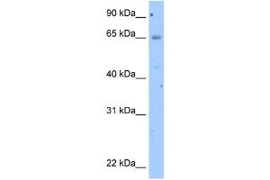 WB Suggested Anti-OCLN Antibody Titration:  2. (Occludin anticorps  (N-Term))
