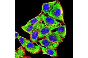 Immunofluorescence analysis of Hela cells using HAS1 mouse mAb (green). (HAS1 anticorps)