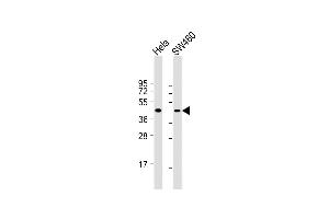 All lanes : Anti-CCNB2 Antibody (Center S92/T94) at 1:1000 dilution Lane 1: Hela whole cell lysate Lane 2: S whole cell lysate Lysates/proteins at 20 μg per lane. (Cyclin B2 anticorps  (AA 72-99))