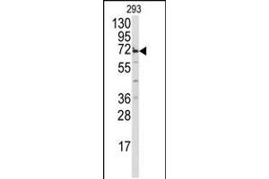 Western blot analysis of anti-MIPEP Antibody in 293 cell line lysates (35ug/lane) (MIPEP anticorps  (AA 307-336))